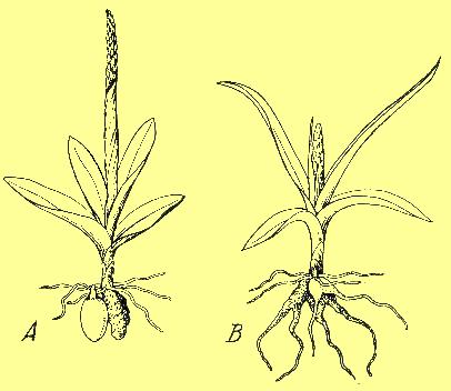 Orchis und Dactylorhiza