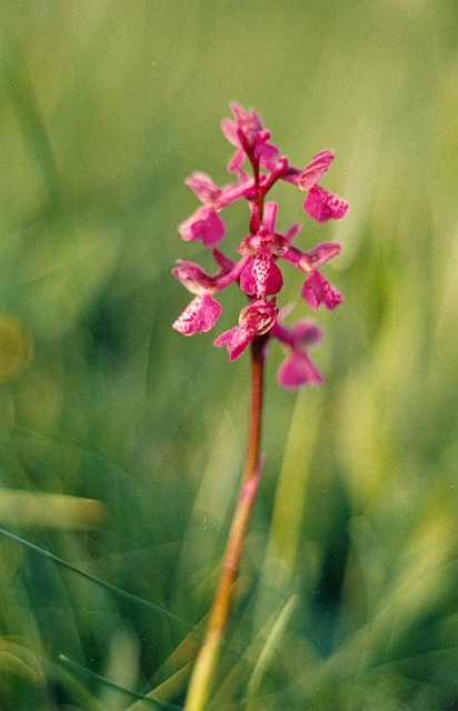 Original image
