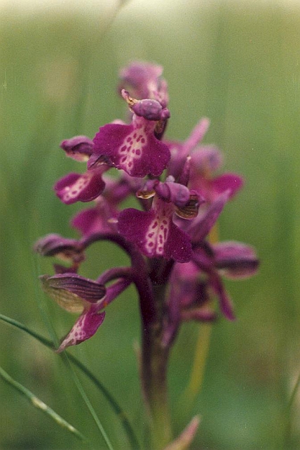 Original image