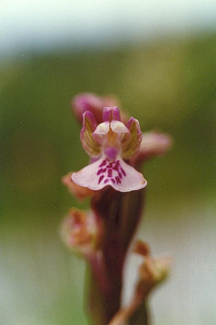Original image