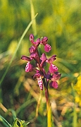 morio_025