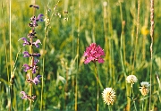 pyramidalis_02