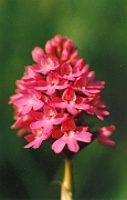 pyramidalis_07