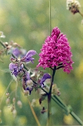 pyramidalis_08