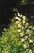 longifolia_01