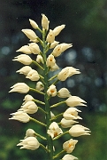 longifolia_03