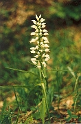 longifolia_04