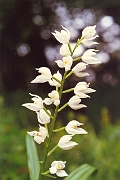 longifolia_05