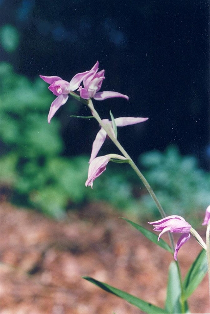 Original image