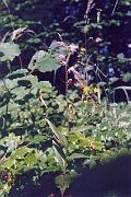 rubra_02