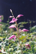 rubra_06