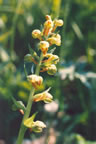 Coeloglossum viride