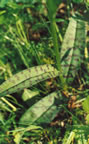 Dactylorhiza fuchsii