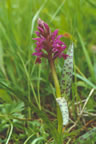 Dactylorhiza majalis