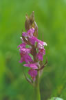 Dactylorhiza majalis