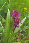 Dactylorhiza majalis