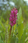 Dactylorhiza majalis