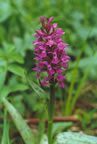 Dactylorhiza majalis