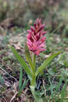 Dactylorhiza sambucina