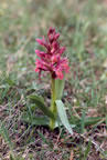 Dactylorhiza sambucina