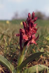 Dactylorhiza sambucina