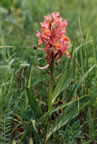 Dactylorhiza sambucina