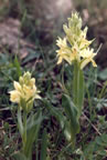 Dactylorhiza sambucina