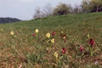 Dactylorhiza sambucina