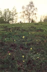 Dactylorhiza sambucina