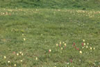 Dactylorhiza sambucina