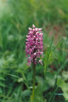 Orchis militaris