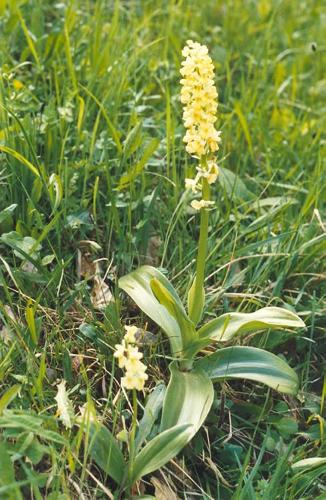 Bleiches Knabenkraut_pallens_02.jpg