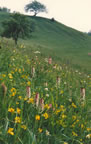 Orchis ustulata