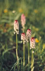 Orchis ustulata