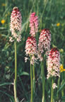 Orchis ustulata