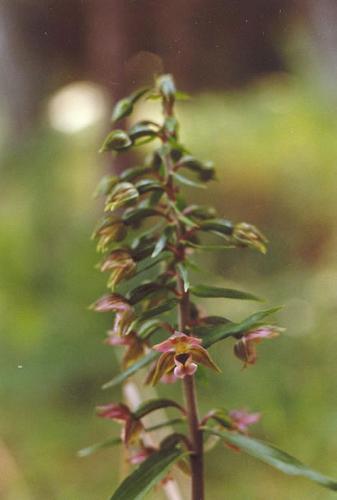 Breitblttrige Stendelwurz_helleborine_01.jpg