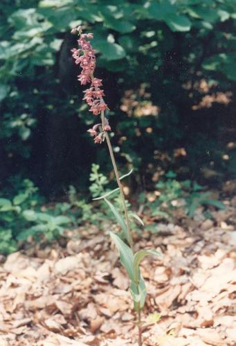 Breitblttrige Stendelwurz_helleborine_03.jpg