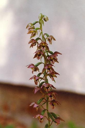 Breitblttrige Stendelwurz_helleborine_04.jpg