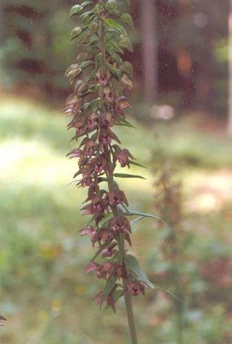 Breitblttrige Stendelwurz_helleborine_05.jpg