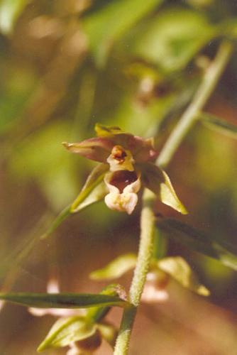 Breitblttrige Stendelwurz_helleborine_06.jpg