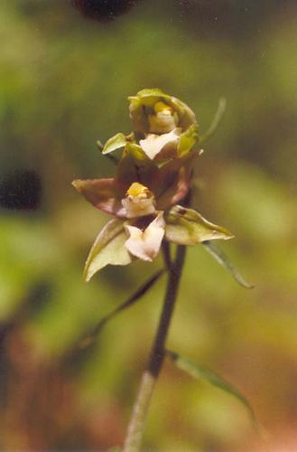 Breitblttrige Stendelwurz_helleborine_07.jpg