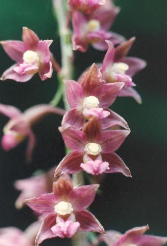 Breitblttrige Stendelwurz_helleborine_09.jpg