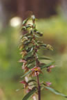 Epipactis helleborine