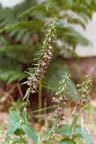 Epipactis helleborine