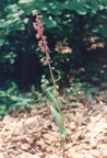 Epipactis helleborine