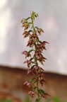 Epipactis helleborine