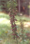 Epipactis helleborine