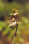 Epipactis helleborine