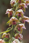 Epipactis helleborine