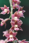 Epipactis helleborine